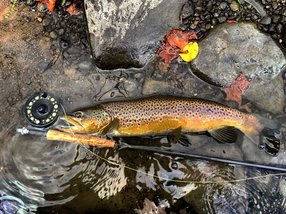 Brown Trout Fly Fishing the Catskills Beaverkill River Roscoe, New York